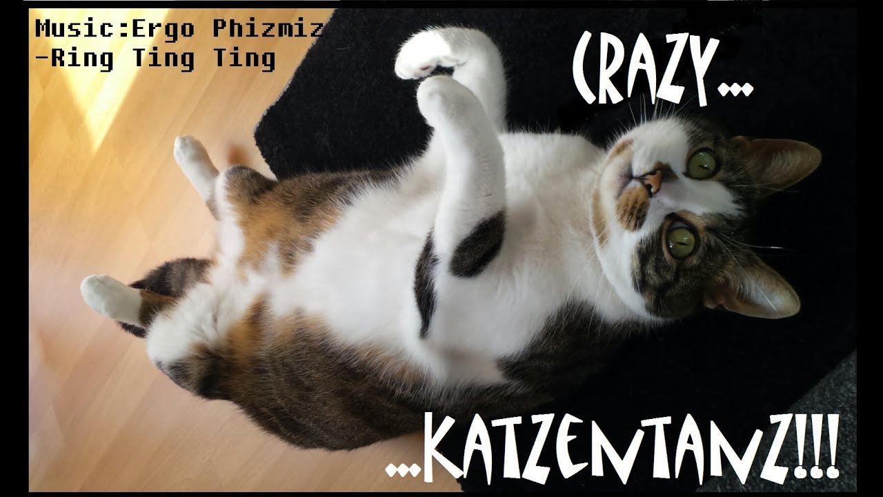 Und Die Katze Tanzt Allein Text