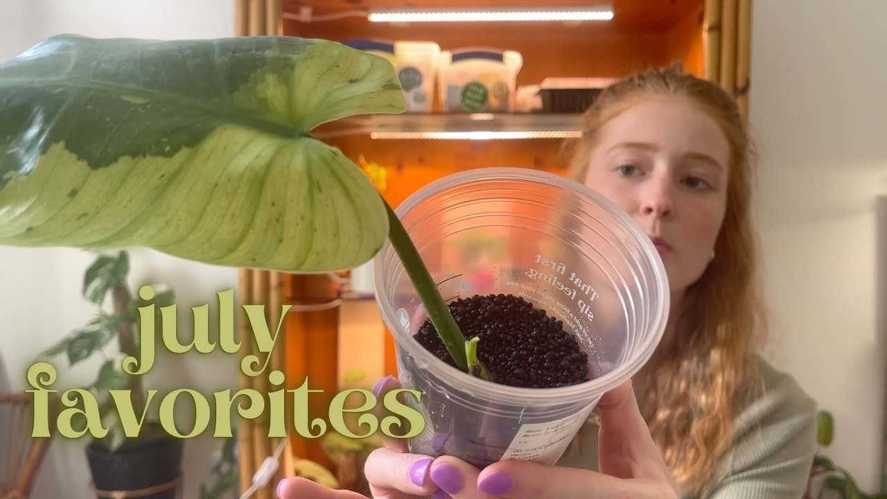 Top Favorite Houseplants for July | July 2022, July Houseplant Faves