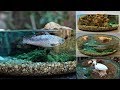 How to Make a Miniature Fish Pond Diorama | Resin Art