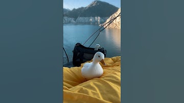 My Pet Duck Adam First Swim #shorts