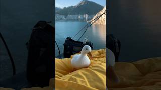 Download Lagu My Pet Duck Adam First Swim #shorts MP3