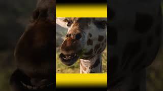 The King is Alive A Journey of Hope #LionKing #SimbaLives