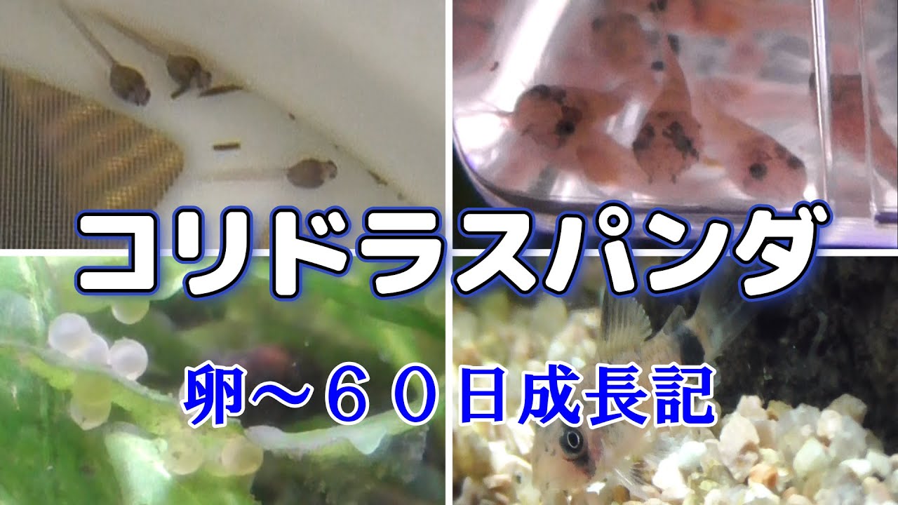 【熱帯魚飼育】コリドラスパンダ成長記～卵から６０日