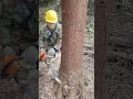 🪵 Wood Cutting Master