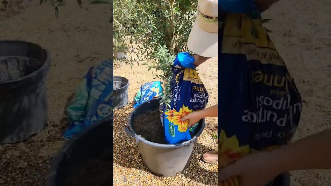 How To Repot An Olive Tree Garden Gardening