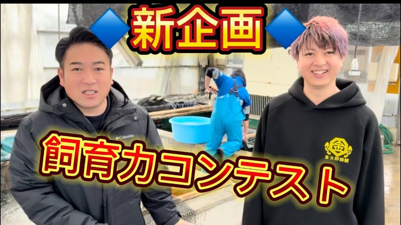 【金太郎錦鯉】　神企画の予感　金太郎が全力サポート致します！　　#koi #koifarm