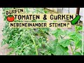 Stimmt das? Darf man Tomaten und Gurken nicht zusammen pflanzen? Warum da es doch machen kannst.