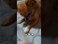 Was du tun kannst, wenn dein Hund nachts unruhig wird – ruhige Lösungen