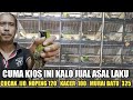 CUMA KIOS INI KALO JUAL ASAL LAKU KIOS BURUNG MURAH KIOS BAJANG PASAR BURUNG PRAMUKA