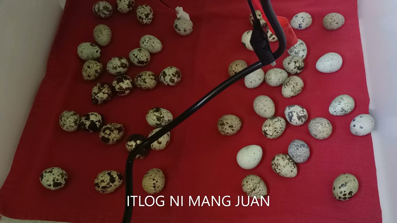 ITLOG NI MANG JUAN 2 || 14 DAYS LOCKDOWN