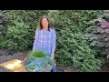 Tips for Designing & Planting a Successful Container // Gardening with Creekside