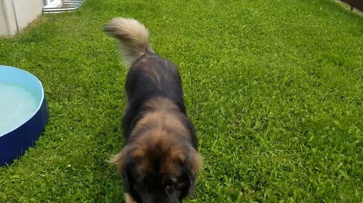 2022-08-17 Playing fetch