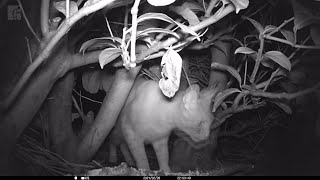 Cats on the Trail Camera