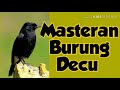 Kicauan Burung Decu Gacor Mantap Untuk Masteran Dan Pancingan Burung Decu Muda Mp3 - Mp4 Download
