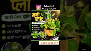 "DIY Coconut Shell Money Plant 🪴🥥" #moneyplant #ytshorts#plants #trending#gardening #DIYGardening