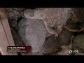 The Illegal Trade of Palawan Forest Turtles ('The Operatives' - S2 Premiere Clip)