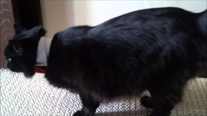 Struggling, Lord Kitty