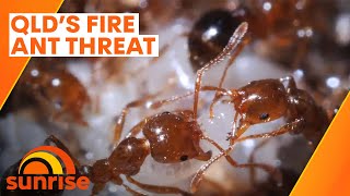 Fire ants on the march across South East Queensland