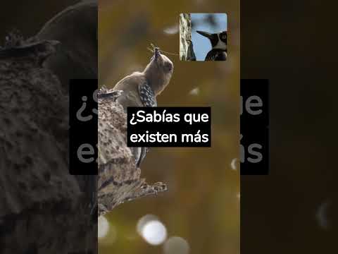 Datos Curiosos Sobre