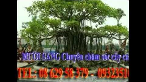 [[[0932351048.]] dịch vụ cắt cỏ, trồng cây xanh sân vườn tphcm.tphcm