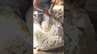 Why Sheep MUST Be Sheered #goodtoknow #vet #medicine #lifehacks #educational #funfacts #learn