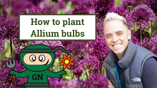 How to plant allium bulbs for beginners