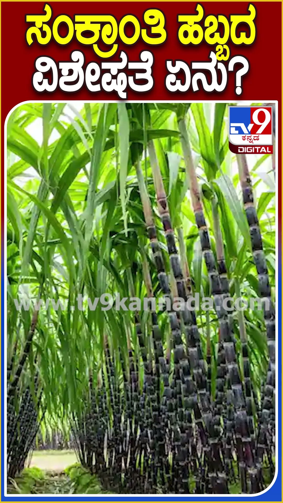 ಸಂಕ್ರಾಂತಿ ಹಬ್ಬದ ವಿಶೇಷತೆ ಏನು? #Makar Sankranti | #TV9D