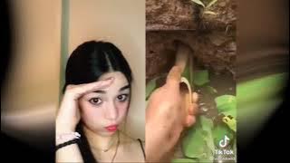 Bamboo Pull Reaction (Reaksi dorong bambu) Tiktok Viral