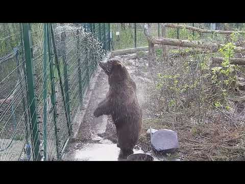 Видео: Весенний дождик  