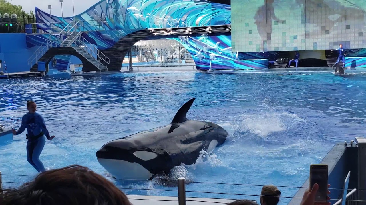 Seaworld Orlando - One Ocean - Killer Whale (Shamu) Show - June,19 ...