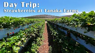 Strawberry Fields Forever // Tanaka Farms, Irvine, CA