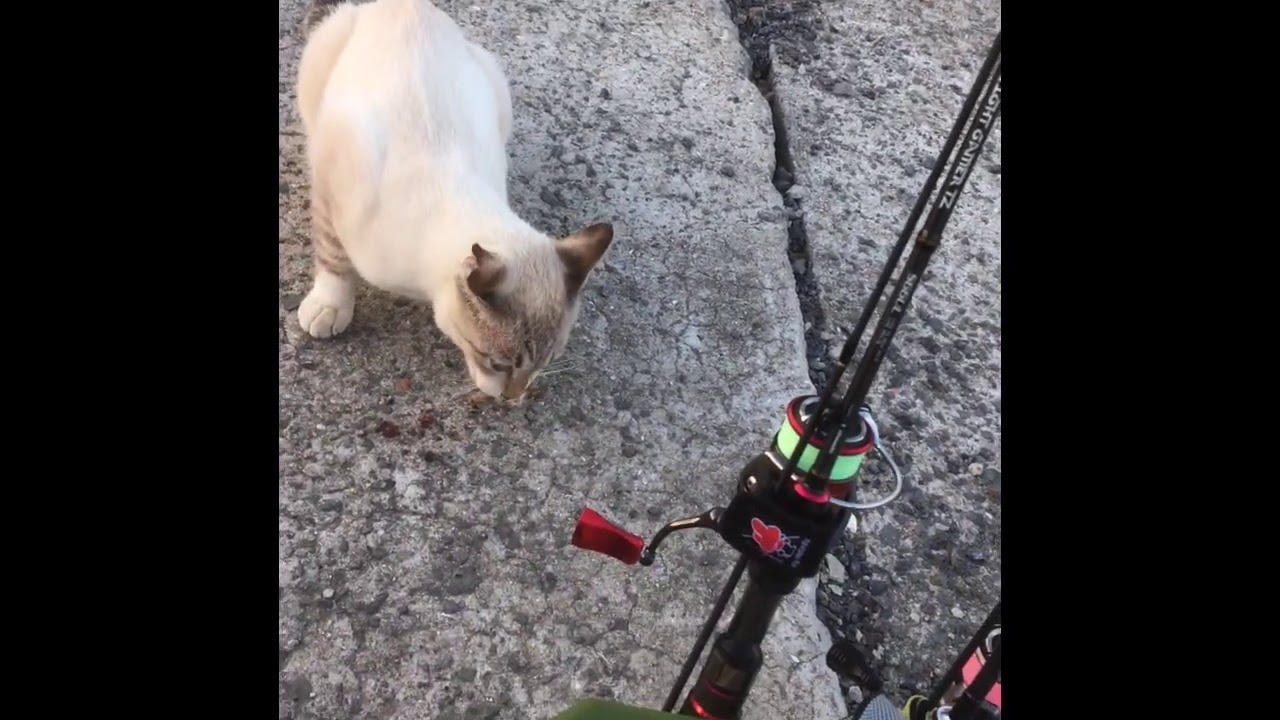 港で釣りしてたら仲良くなった猫チャンにお魚あげてみた Youtube 港で釣りしてたら仲良くなった猫チャンにお魚あげてみた Youtube