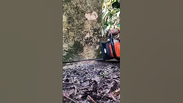 the process of cutting down trees using a hand saw #shorts