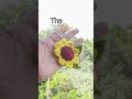 Sunflower keychain #crochetindia #crochet #diykeychain #shortvideo #shortsviral #shortsfeed #shorts
