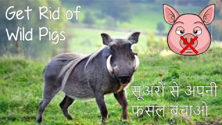 Protect your crops from Pigs | Save your crops from wild Animals