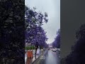 شارع الفن يزدان بالمطر وزهر الجاكرندا ابها