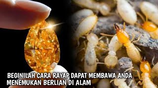 CRAZY Scientist Discovers How to Locate Diamonds Using Termites and Ants