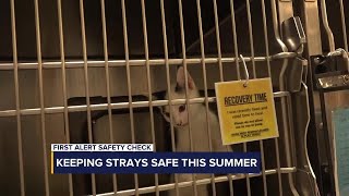 First Alert Safety Check: Keeping strays safe in the summer heat