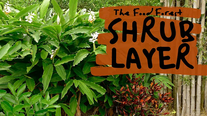 12 Edible Shrubs To Fill Out Your Tropical Food Forest - DayDayNews