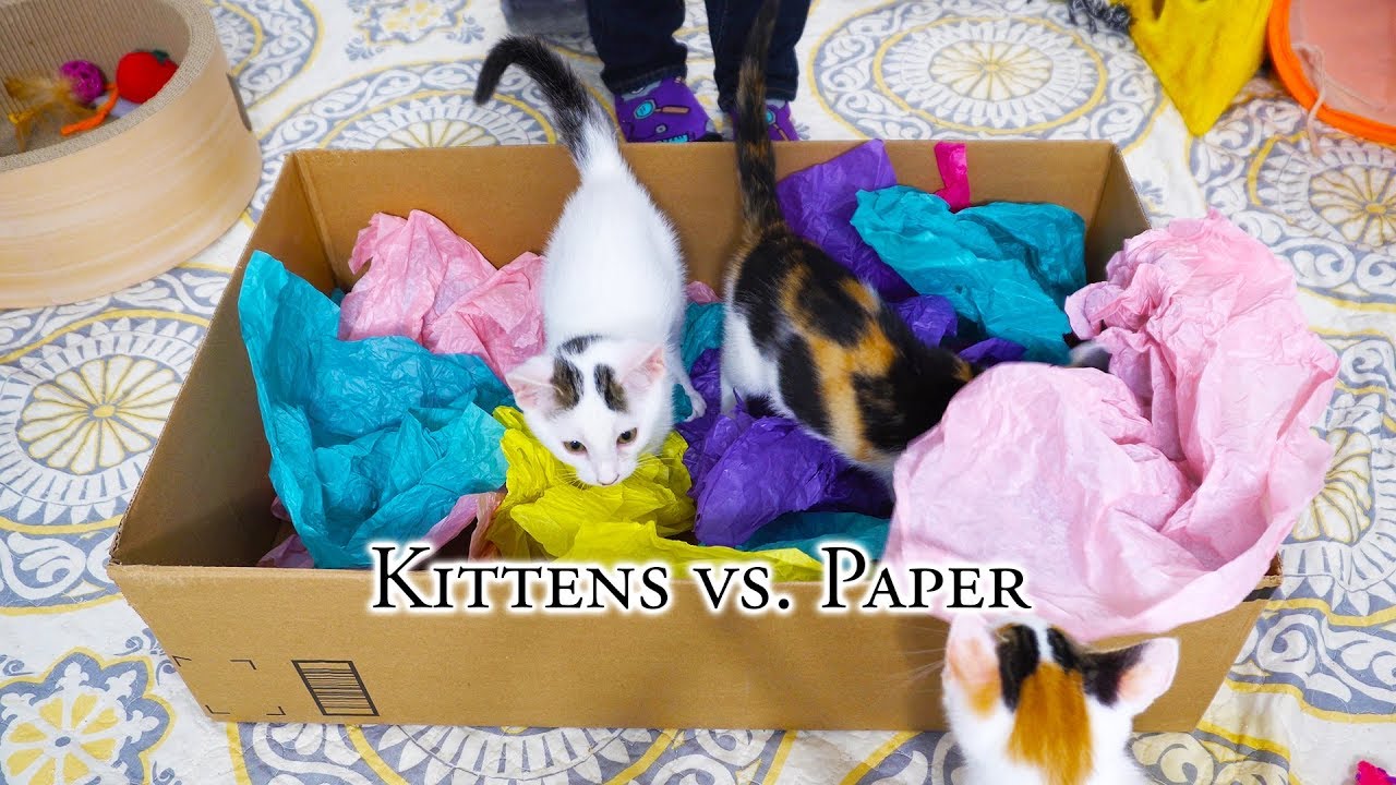 Kittens vs. Paper