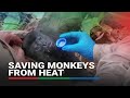 Rescuers race to bring water to howler monkeys dying in Mexican heatwave
