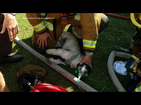 Wideo: Pet Scoop: Strażacy dają dziewczynie Seizure Alert Dog, Marmosets są grzecznymi rozmówcami