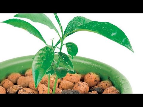 Video: Uzgoj Uobičajene Kuglice