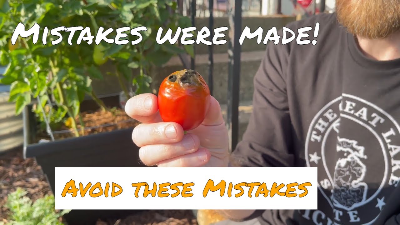 Crucial Mistakes To Avoid When Growing Tomatoes 5 Tomato Growing