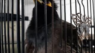 Burung jalak nias Gacor alami