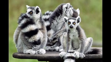 Jungle Sounds - Lemur Sounds - Beautiful Animals - Animal Sounds Real