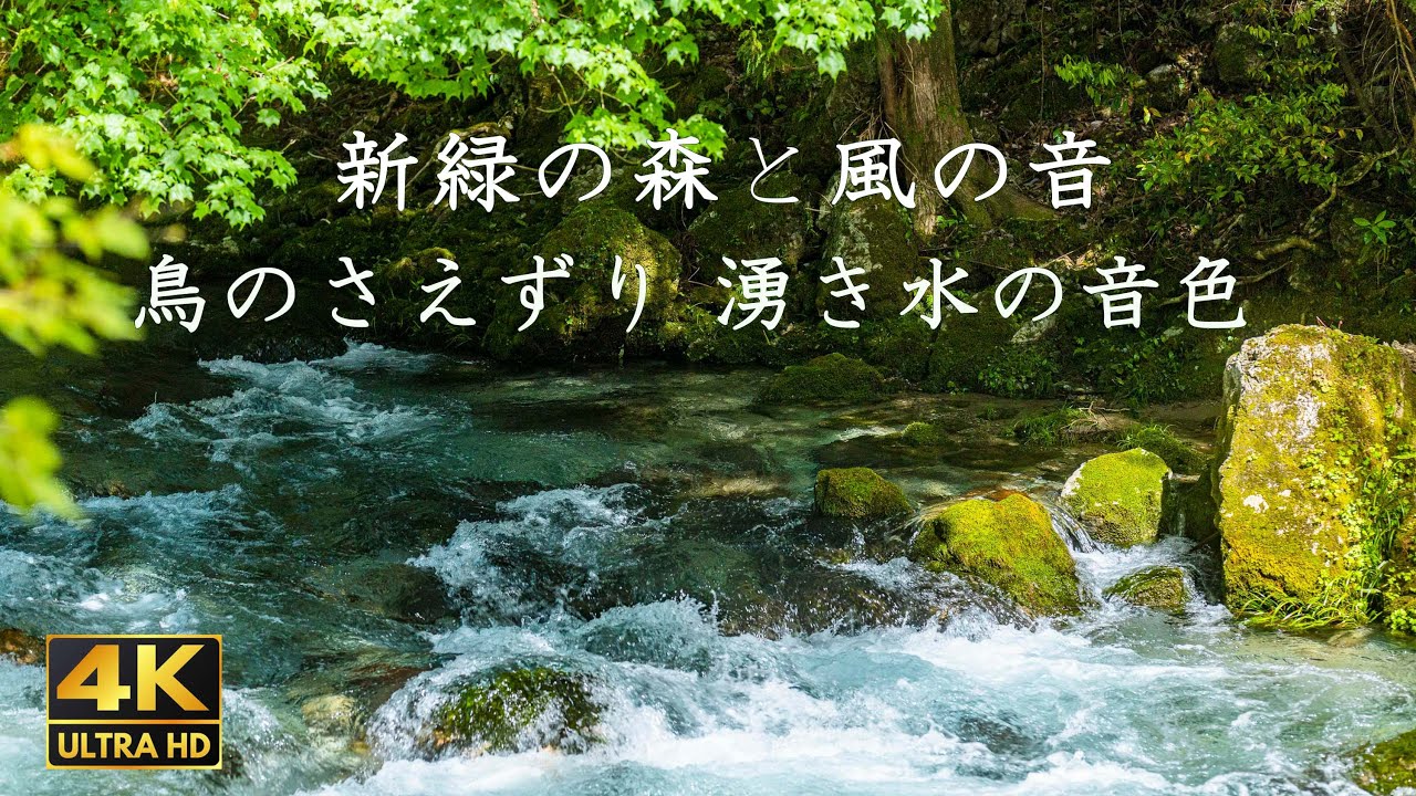 新緑と風の音色 湧き水 川のせせらぎ 鳥のさえずり 4K映像 ステレオ 日本 自然音 環境動画 野鳥 渓流 風景 - YouTube