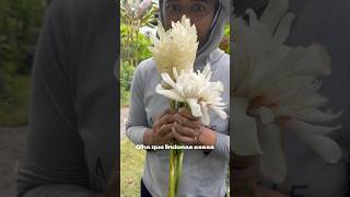 Alpínias branca e bastão branco #florestropicais #plantas #flores #jardim