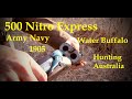 500 Nitro Express, Hunting Water Buffalo, Australia. Army-Navy 1905.