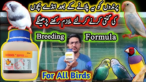 Best Multivitamins For All Birds | Java Finch Breeding Formula Vitasol Super | Folic Acid & Calcium